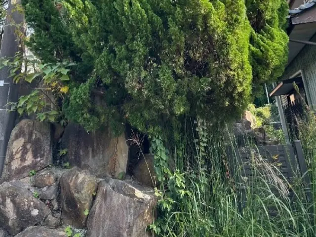 【プロが伺います】手に負えなくなった樹木の伐採はお任せ下さい！サービスの画像