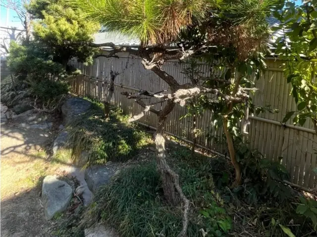 【プロが伺います】手に負えなくなった樹木の伐採はお任せ下さい！サービスの画像