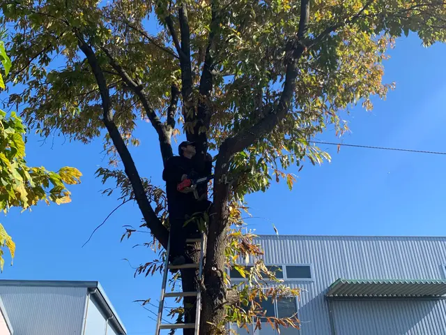 伸びきってしまった中高木の庭木も私にお任せください！最安値にてご提供致します！サービスの画像