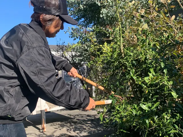 伸びきってしまった中高木の庭木も私にお任せください！最安値にてご提供致します！サービスの画像