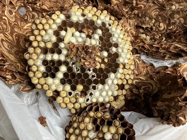 駆除の専門家である駆除王のハチ駆除！相見積歓迎！施工技術・費用に自信あり！サービスの画像