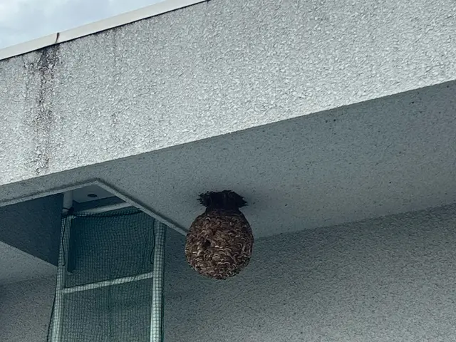 駆除の専門家である駆除王のハチ駆除！相見積歓迎！施工技術・費用に自信あり！サービスの画像