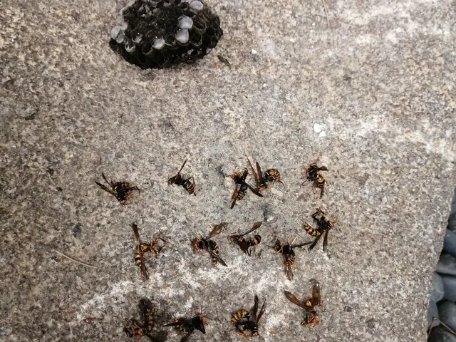 駆除の専門家である駆除王のハチ駆除！相見積歓迎！施工技術・費用に自信あり！サービスの画像