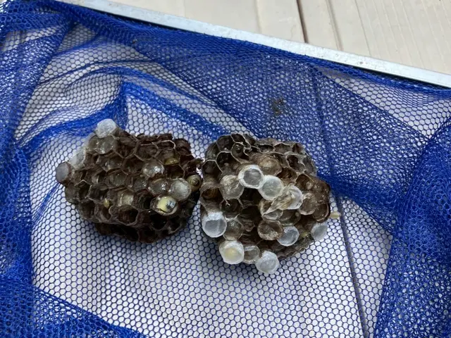 駆除の専門家である駆除王のハチ駆除！相見積歓迎！施工技術・費用に自信あり！サービスの画像