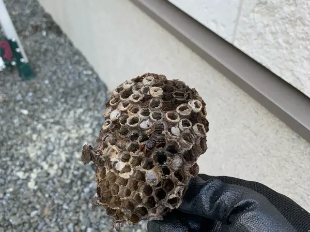 駆除の専門家である駆除王のハチ駆除！相見積歓迎！施工技術・費用に自信あり！サービスの画像