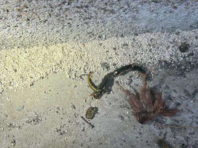 ムカデ・ヤスデ駆除【対応地域外も相談OK】100％自社対応◎サービスの画像