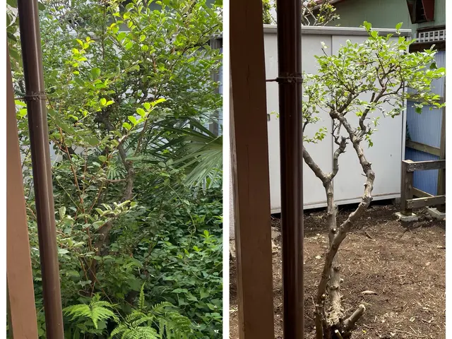 明るいお庭作り♪ お庭の事ならお任せください。まずはお気軽にご相談ください^ ^サービスの画像