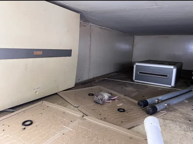 ネズミを徹底駆除し安心できる住環境を提供サービスの画像