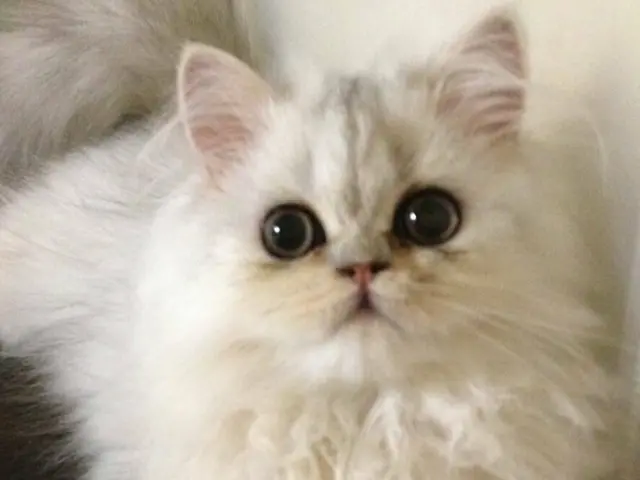 【新規受付休止中】大切なご家族を愛情いっぱいにお世話します！サービスの画像