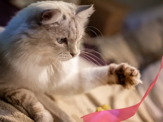 【新規受付休止中】大切なご家族を愛情いっぱいにお世話します！サービスの画像