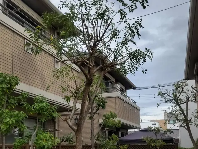 【この道20年】松は別途お見積りをお願いします。サービスの画像