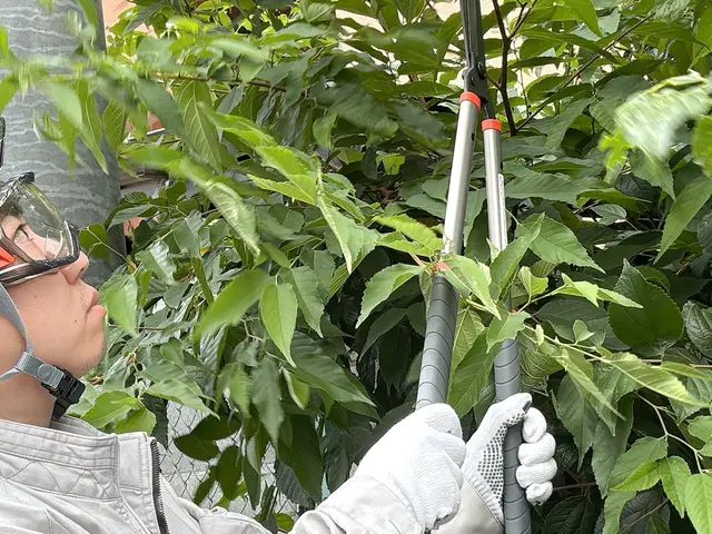 お庭にある樹木や草木の剪定や伐採サービスの画像