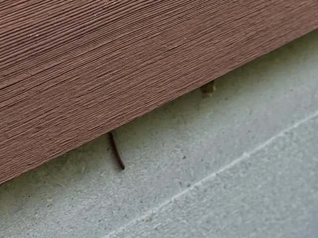 24H/最短当日施工可能！関東対応！侵入口徹底閉鎖&必ず完全駆除！業務用薬剤込みサービスの画像