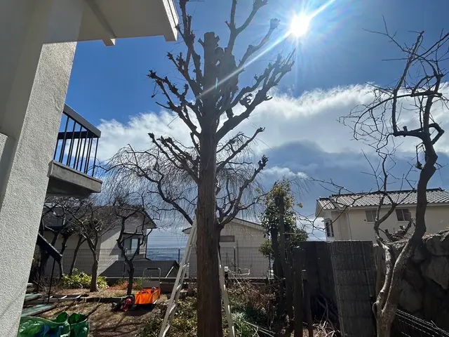 伐採ダイレクトサービスの画像