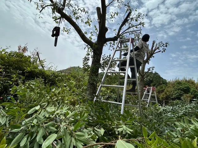 伐採ダイレクトサービスの画像