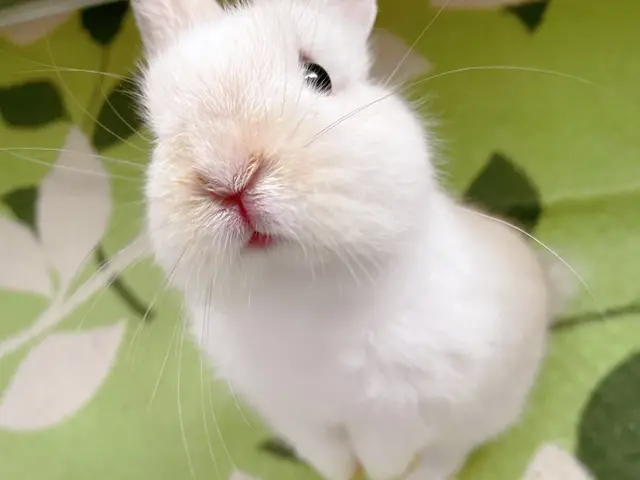 ☆港区中心◎元ペットホテル勤務◎店長の私がお伺いします◎営業時間外も対応可サービスの画像