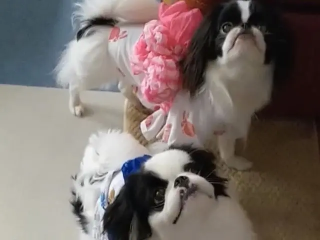 ☆港区中心◎元ペットホテル勤務◎店長の私がお伺いします◎営業時間外も対応可サービスの画像