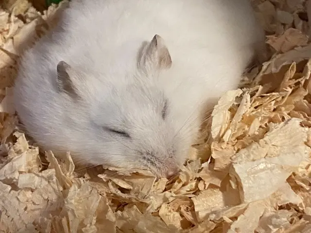 ☆港区中心◎元ペットホテル勤務◎店長の私がお伺いします◎営業時間外も対応可サービスの画像