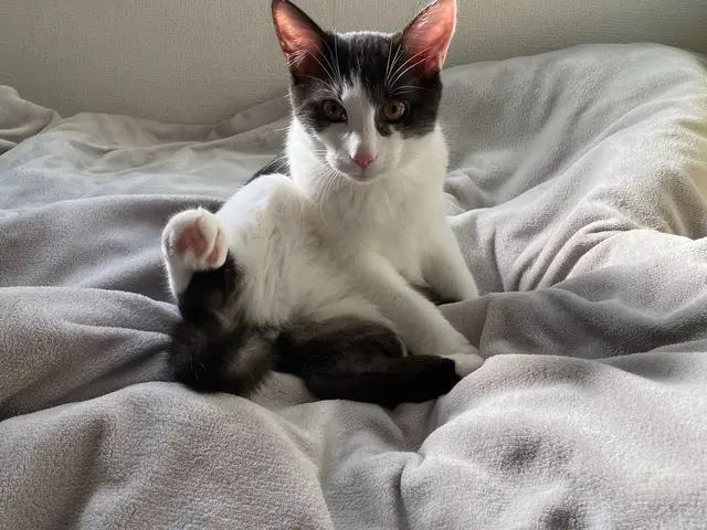 ☆港区中心◎元ペットホテル勤務◎店長の私がお伺いします◎営業時間外も対応可サービスの画像