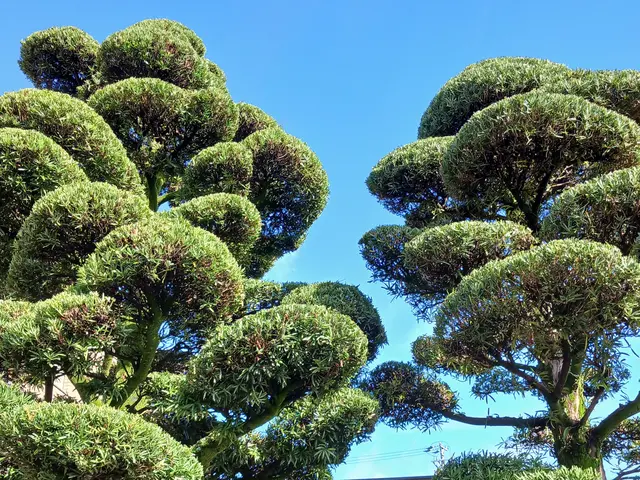 庭師歴27年！お庭のお困り事にはお客様に寄り添ったお仕事をお約束します♪サービスの画像