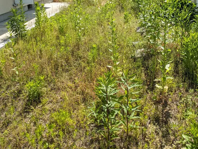 休耕地　太陽光発電　空地空家等除草作業お任せ下さい！ご予約前に写真等で簡単見積！サービスの画像