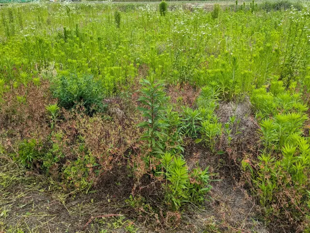 休耕地　太陽光発電　空地空家等除草作業お任せ下さい！ご予約前に写真等で簡単見積！サービスの画像