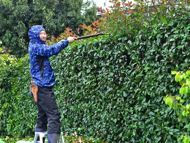 お庭の透かし剪定。刈り込み剪定。サービスの画像