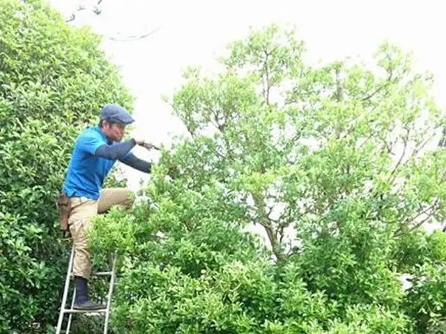 お庭の透かし剪定。刈り込み剪定。サービスの画像