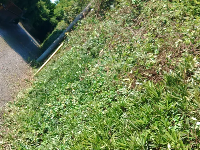 大変な生垣の剪定・植え込みの管理のご相談お受けしております。お気軽にご相談下さいサービスの画像