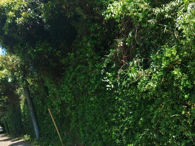 大変な生垣の剪定・植え込みの管理のご相談お受けしております。お気軽にご相談下さいサービスの画像