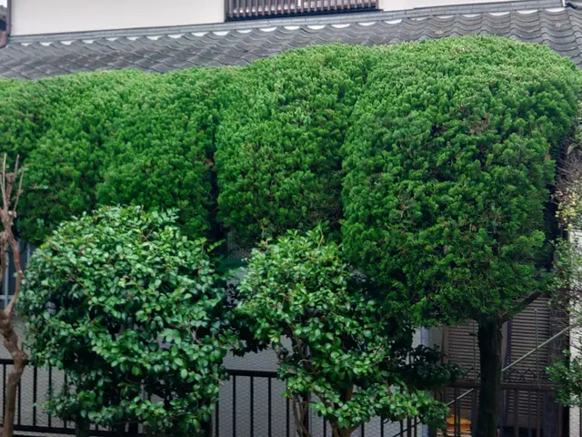 大変な生垣の剪定・植え込みの管理のご相談お受けしております。お気軽にご相談下さいサービスの画像