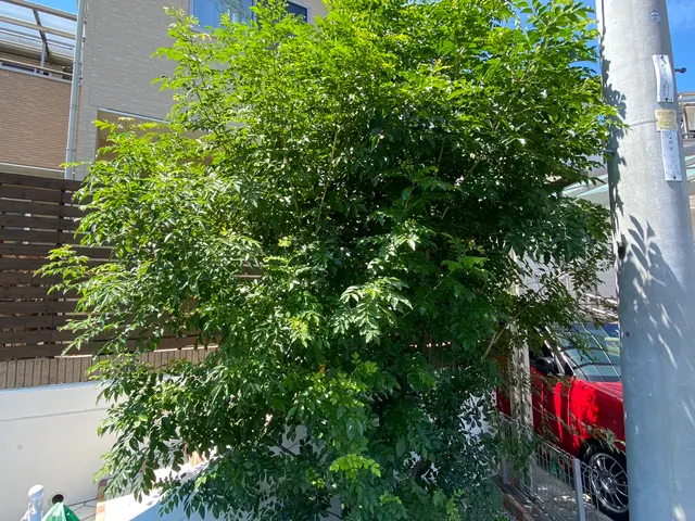 既存ののシンボルツリーに満足されてますか？　和み園芸が理想に近づけます。サービスの画像