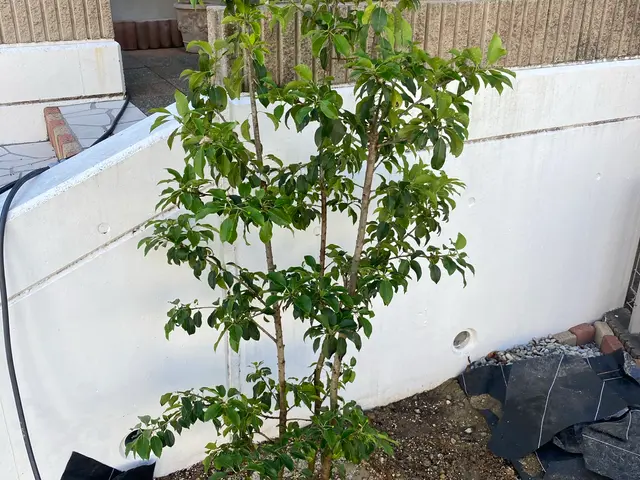 既存ののシンボルツリーに満足されてますか？　和み園芸が理想に近づけます。サービスの画像