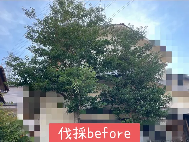 【年中無休で伺います】低木〜高木等、他業者に断られた木もお気軽にご相談ください！サービスの画像