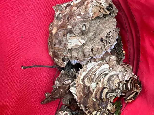 蜂の巣駆除、見積もり無料、アフターケア充実、よろしくお願い致します。サービスの画像