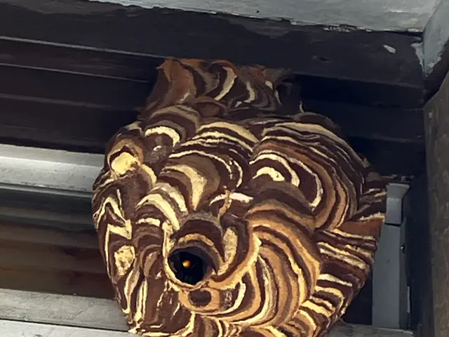 蜂の巣駆除、見積もり無料、アフターケア充実、よろしくお願い致します。サービスの画像