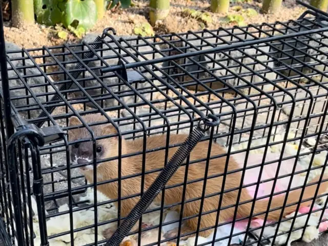 害獣駆除なら狩猟免許もあるエービーエフへ！サービスの画像