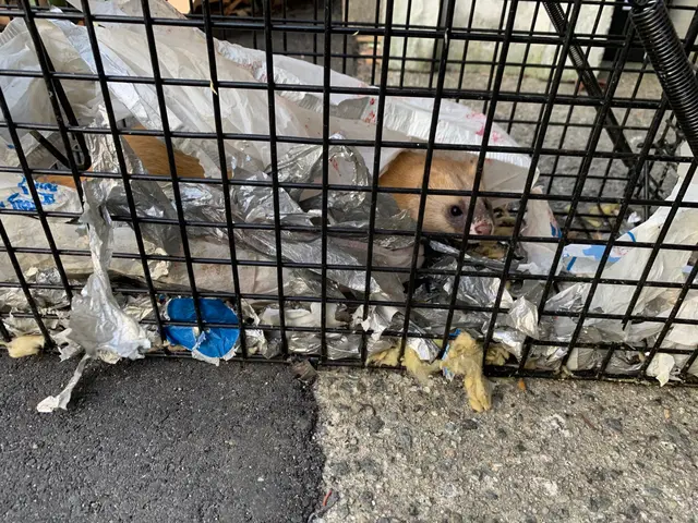 害獣駆除なら狩猟免許もあるエービーエフへ！サービスの画像