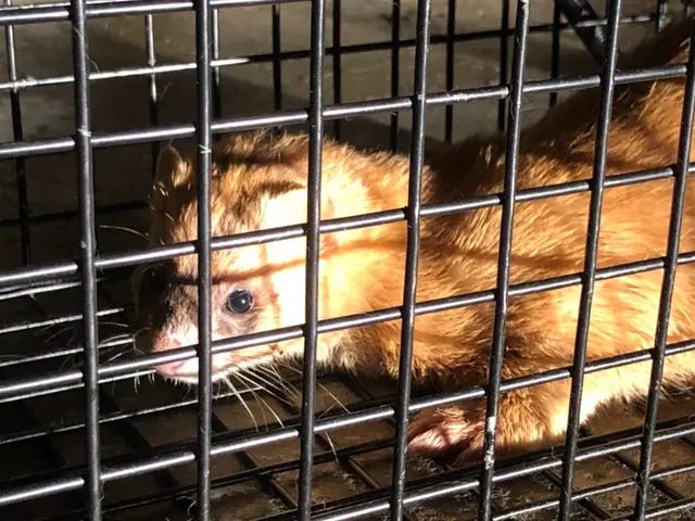 害獣駆除なら狩猟免許もあるエービーエフへ！サービスの画像