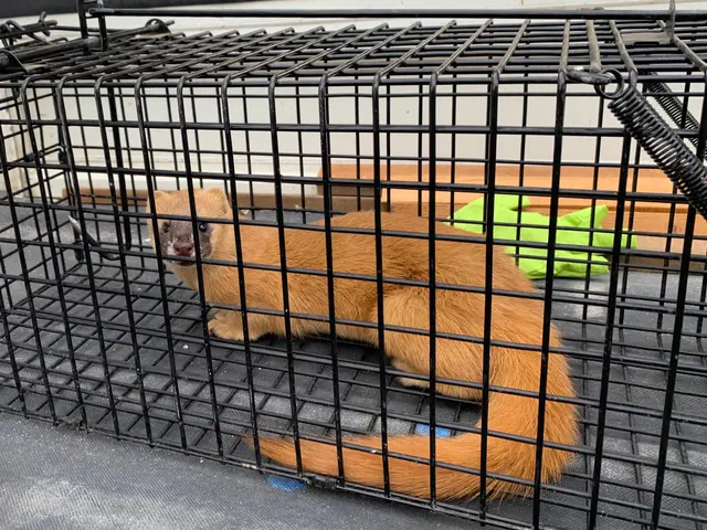 害獣駆除なら狩猟免許もあるエービーエフへ！サービスの画像