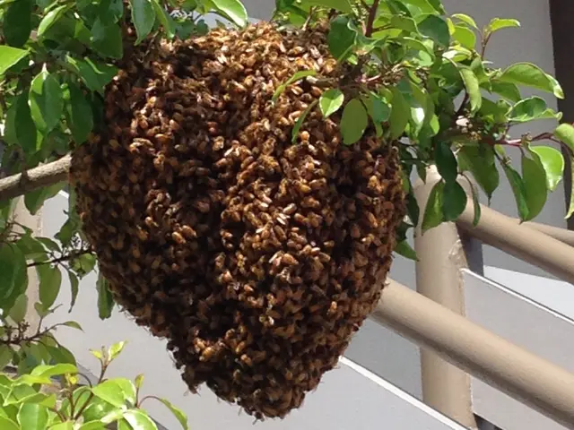 ★害虫・害獣の駆除ならお任せください。★即日対応可能★クレカ使用可サービスの画像