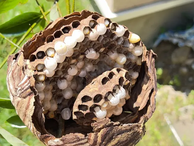 即日対応可！しっかり説明し丁寧に作業いたします！【アシナガバチ　9,900円】サービスの画像