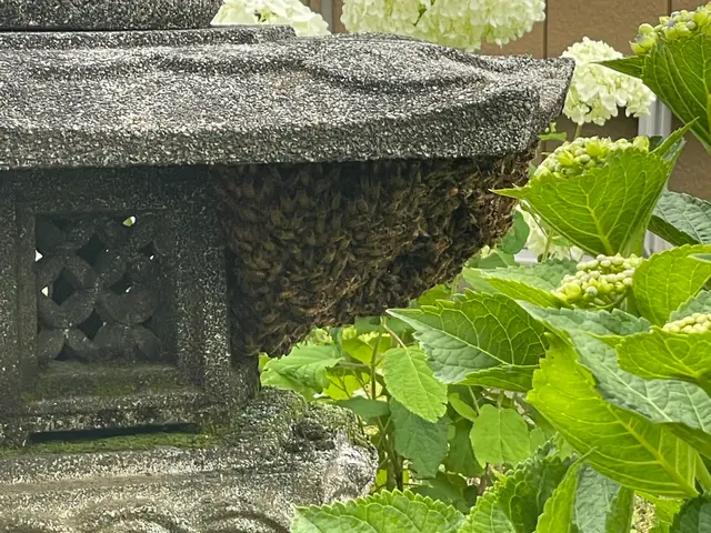 年中無休で即日対応可！！ミツバチ〜オオスズメバチまで直ぐに駆除します！サービスの画像
