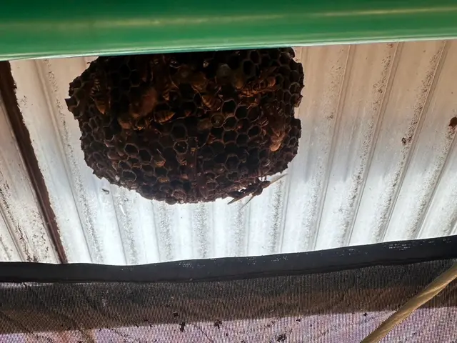 年中無休で即日対応可！！ミツバチ〜オオスズメバチまで直ぐに駆除します！サービスの画像