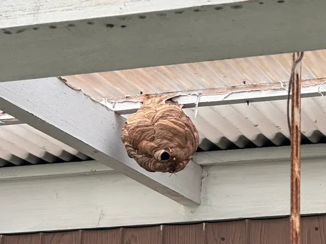 年中無休で即日対応可！！ミツバチ〜オオスズメバチまで直ぐに駆除します！サービスの画像
