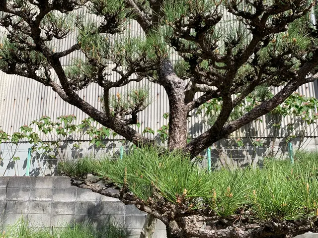 【☆南大阪発☆】お庭の困り事迅速に対応します。サービスの画像