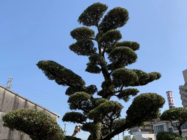 【☆南大阪発☆】お庭の困り事迅速に対応します。サービスの画像