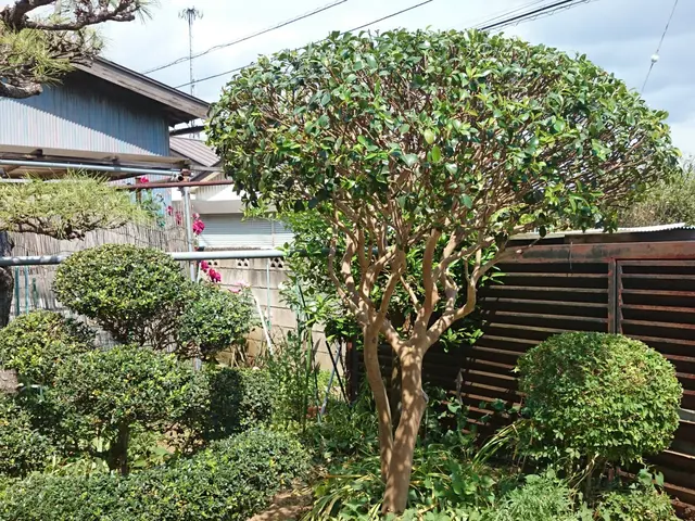 植木屋ふくちゃん！「1、２本だけ、とにかく短く～」そんなご依頼もOKです！サービスの画像