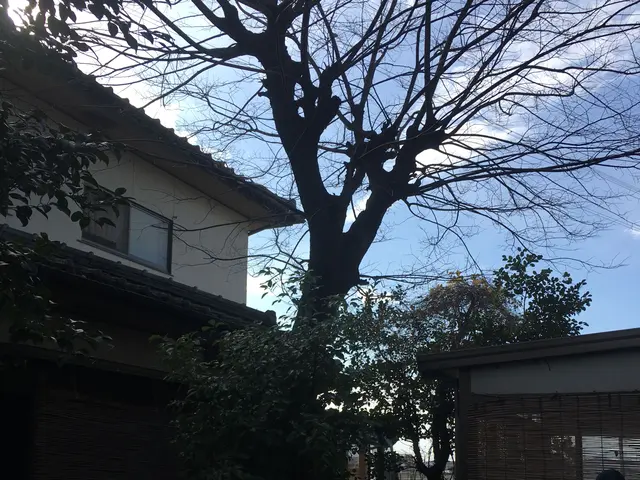 樹木の伐採抜根のことなら幸楽園にお任せを！お見積り無料です。お気軽にご相談下さいサービスの画像