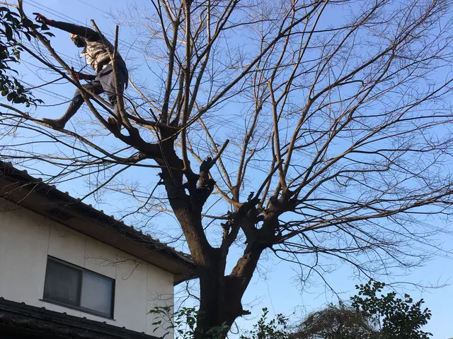 樹木の伐採抜根のことなら幸楽園にお任せを！お見積り無料です。お気軽にご相談下さいサービスの画像